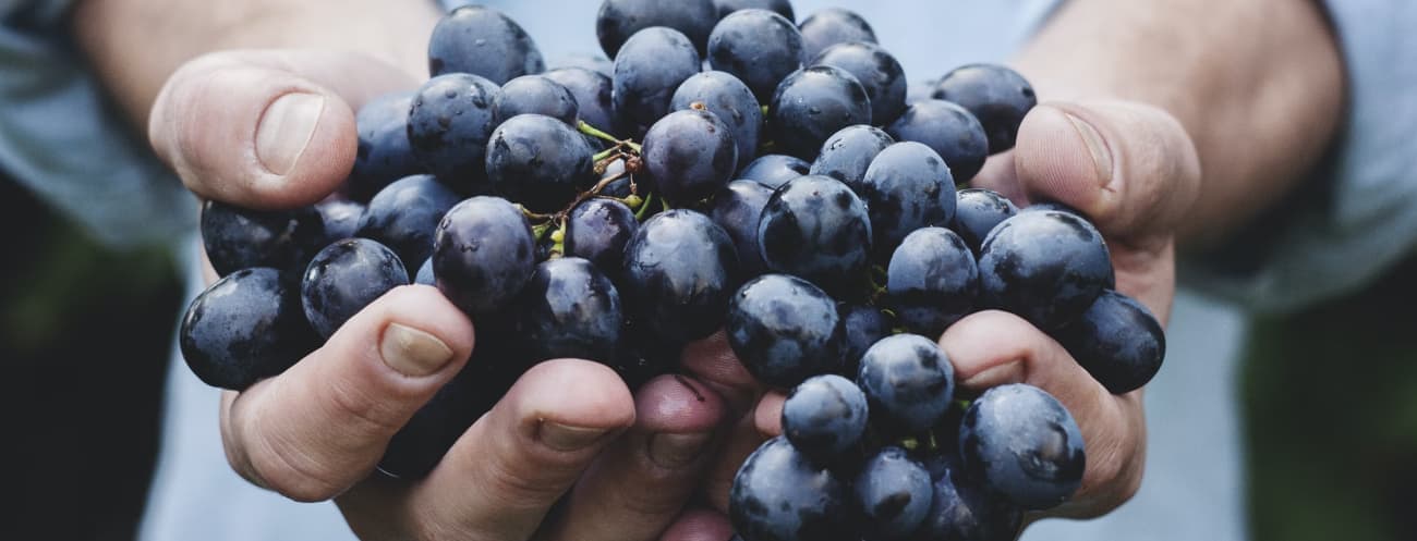 Hand holding grapes