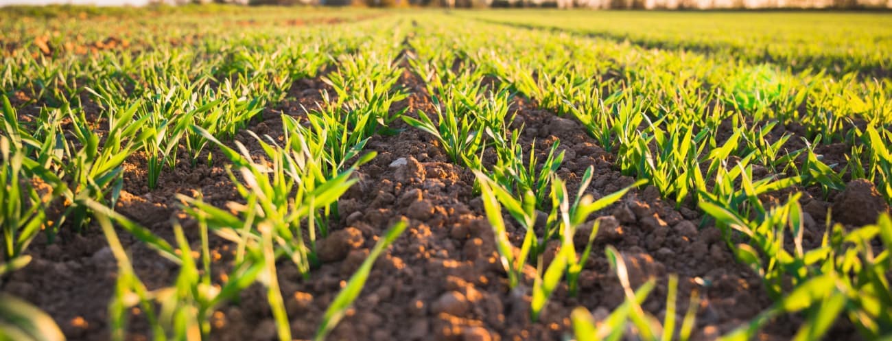 Sprouting crops in field